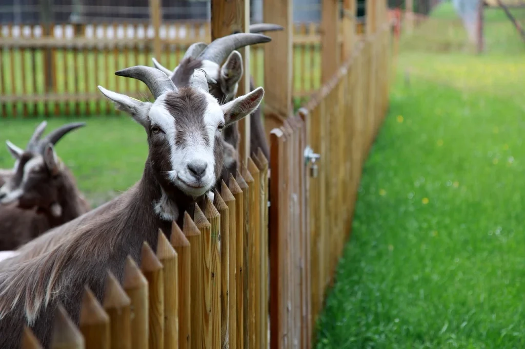 Servicios para zoológicos, centros de fauna y colecciones animales