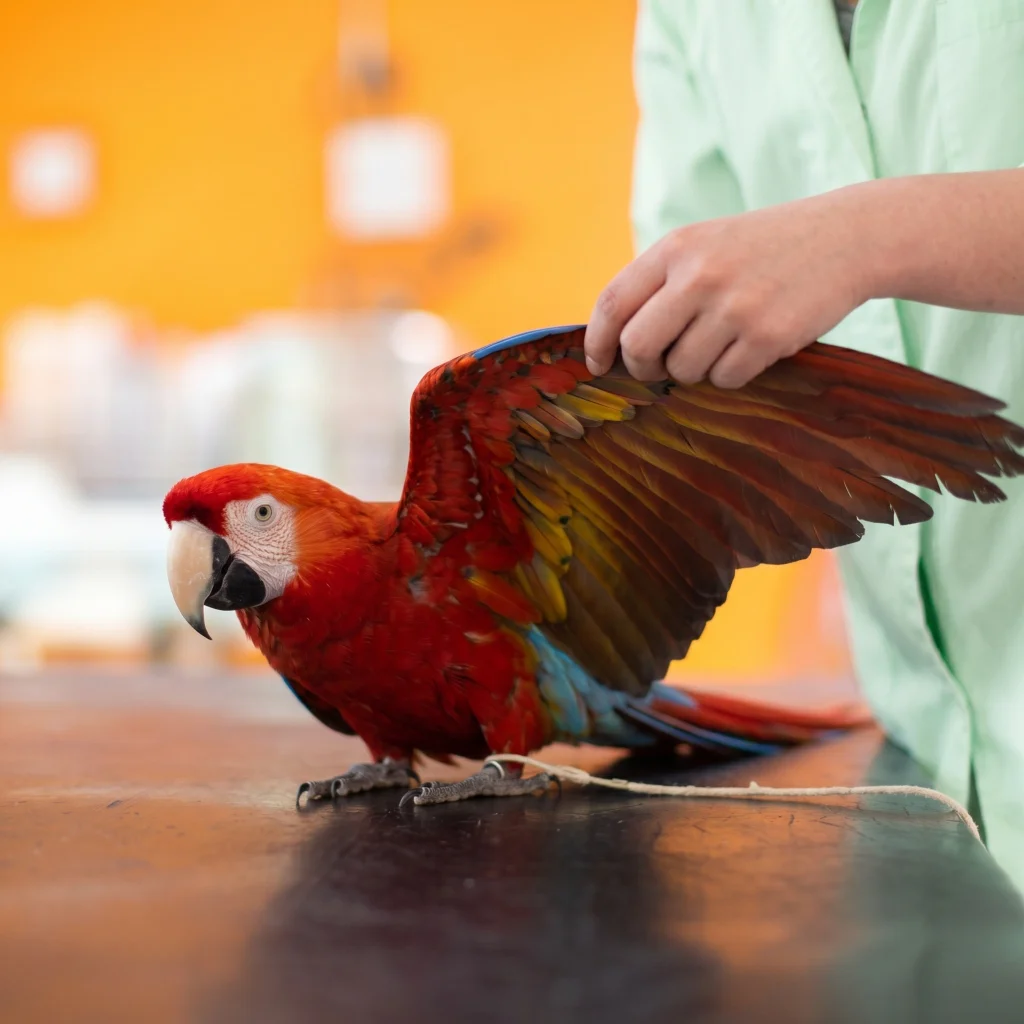 Veterinario animales exóticos a domicilio en Valencia