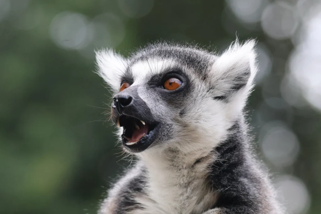 Gestión de núcleos zoológicos Mahutavet