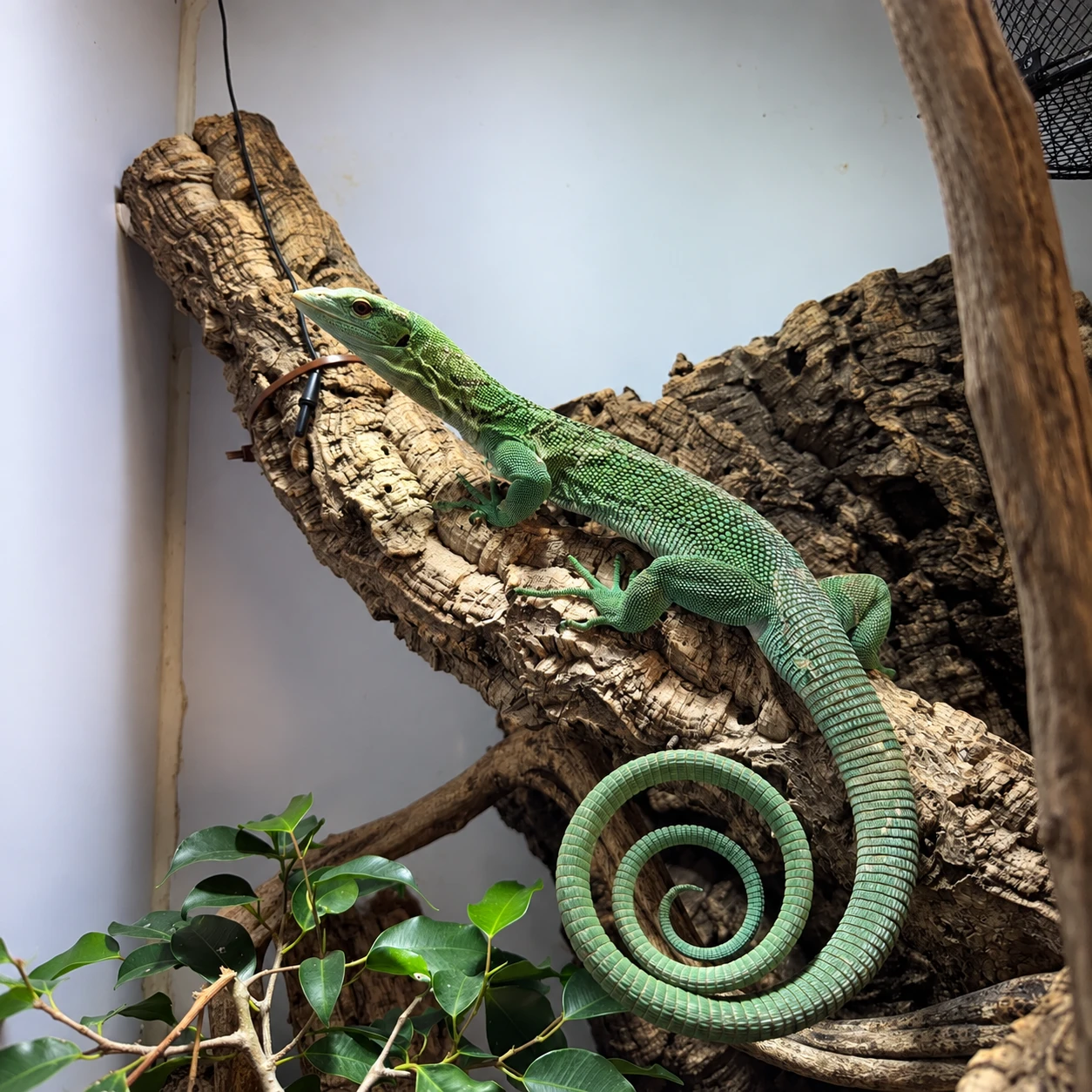 Desarrollo de proyectos zoológicos en Valencia