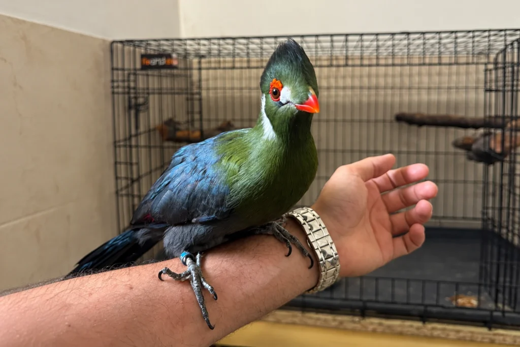 Gestión de núcleos zoológicos en Valencia