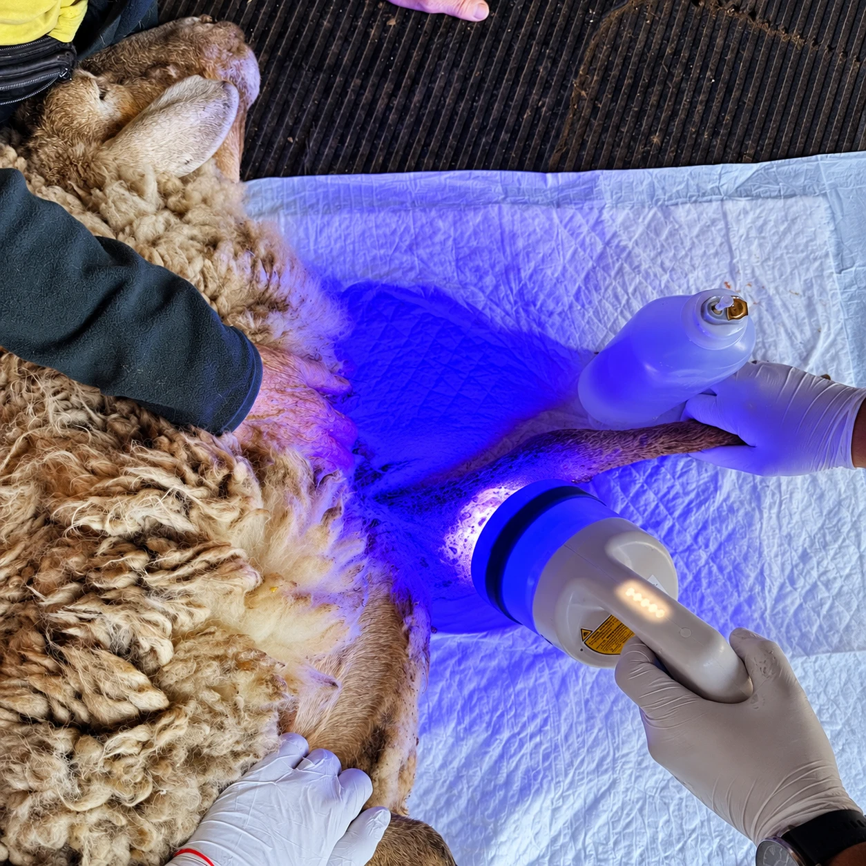 Consulta Veterinaria a domicilio en Valencia