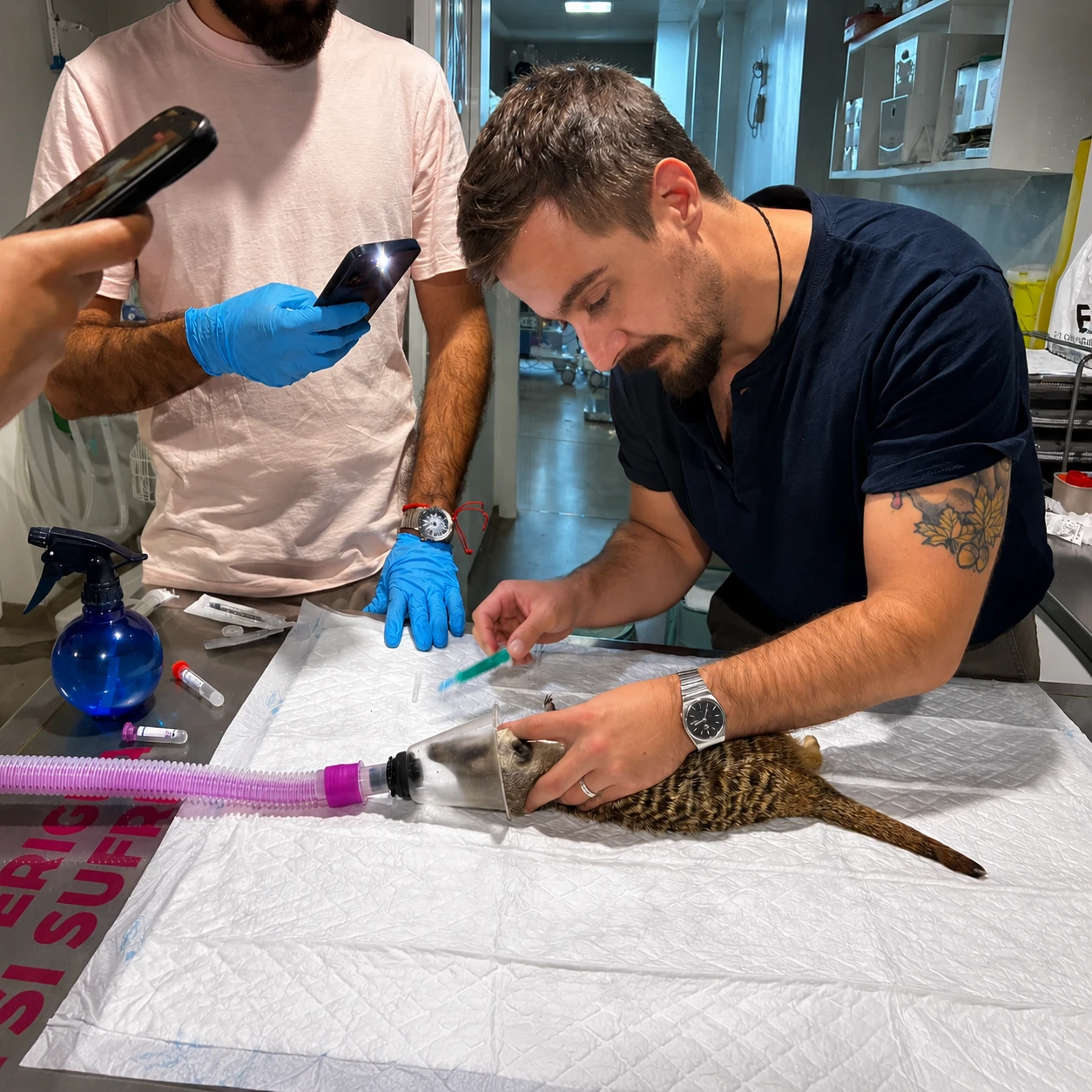 Planes zoosanitarios y dirección veterinaria en Valencia