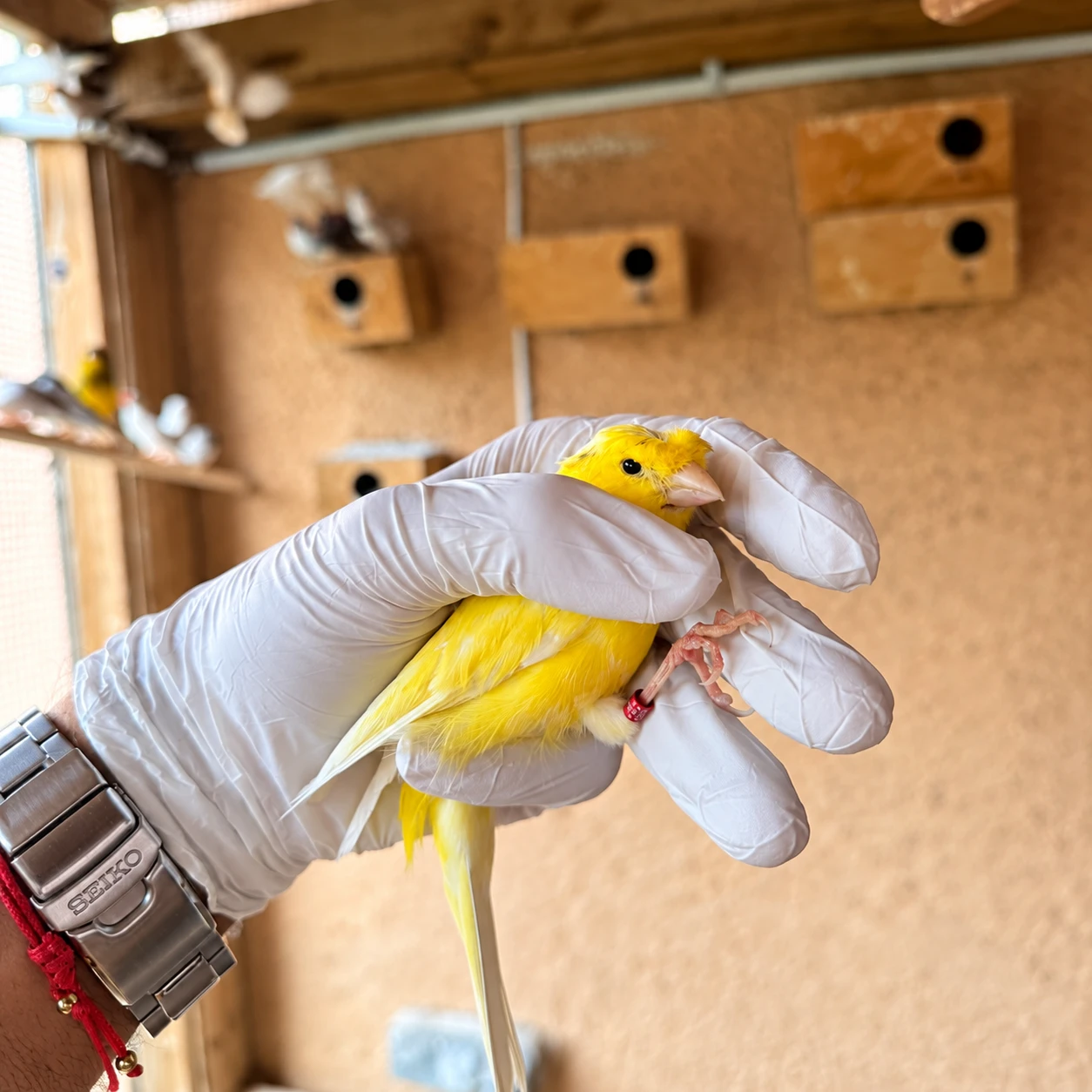 Revisión general veterinaria y seguimiento a domicilio en Valencia