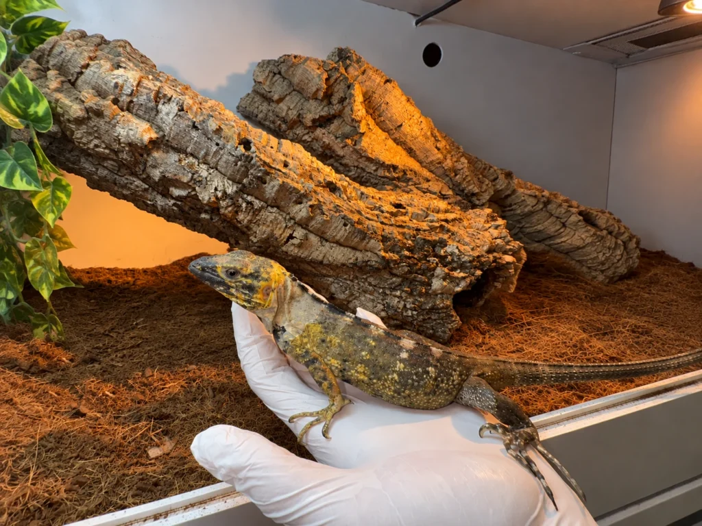 Servicios para zoológicos centros de fauna y colecciones animales en Valencia
