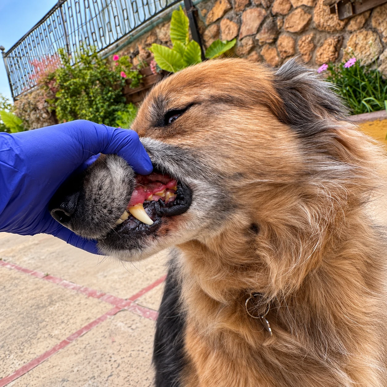 Vacunación de perros y gatos a domicilio en Valencia