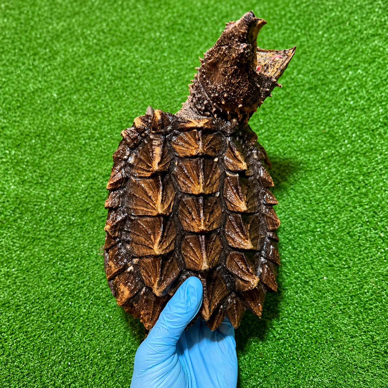 Veterinario animales exóticos a domicilio en Valencia