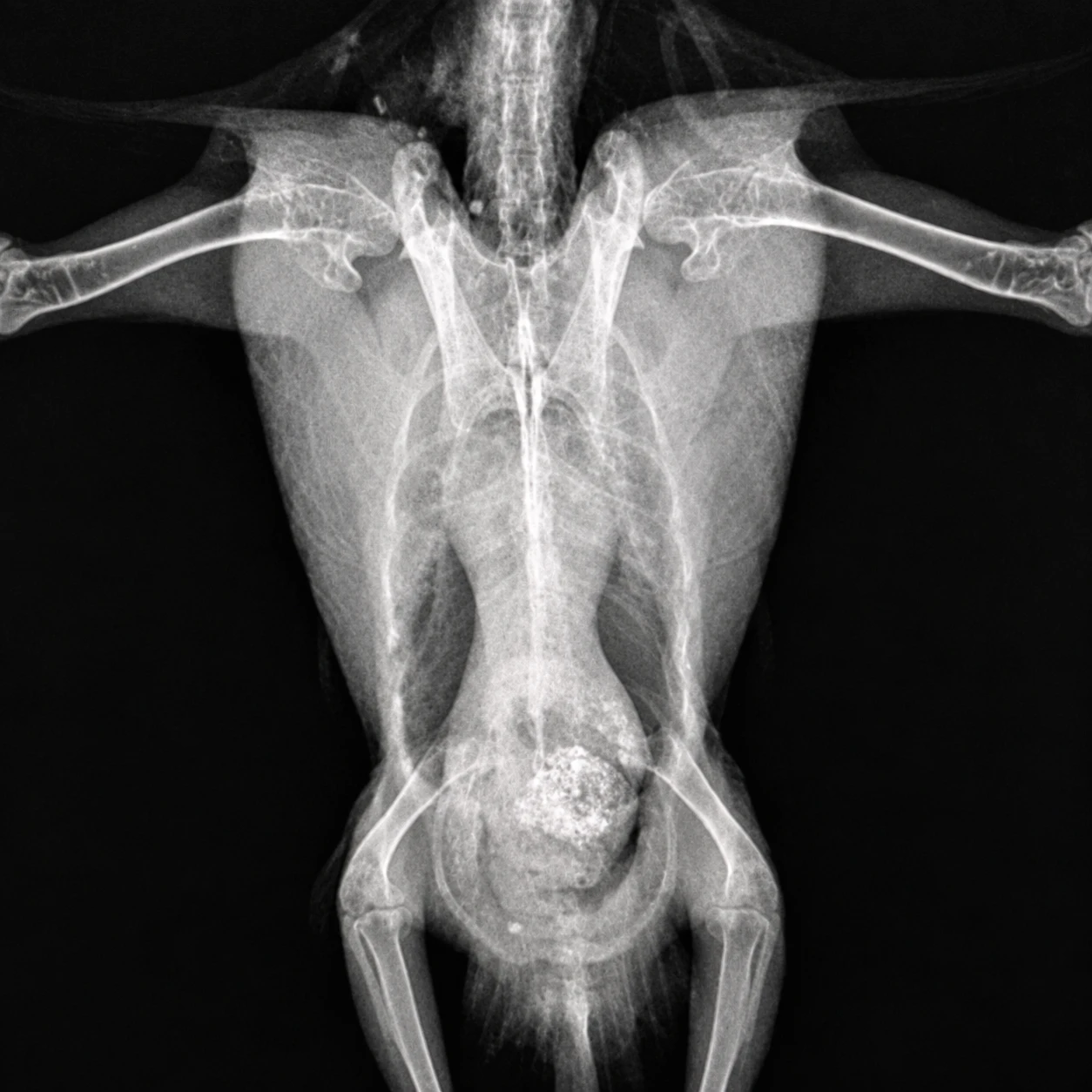Veterinario eutanasia a domicilio en Valencia