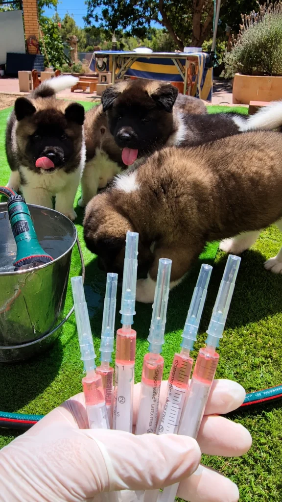 Veterinario vacunas a domicilio en Valencia