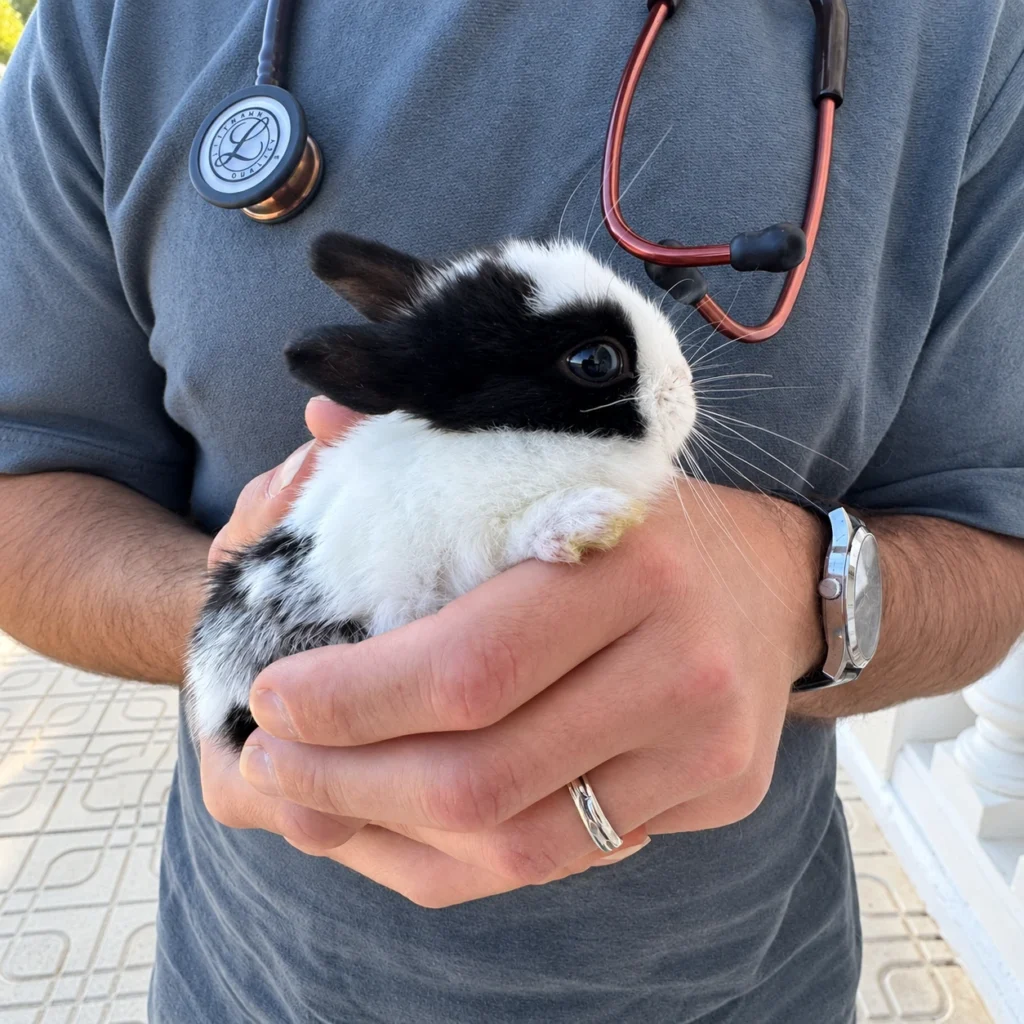 Veterinarios a domicilio en Valencia